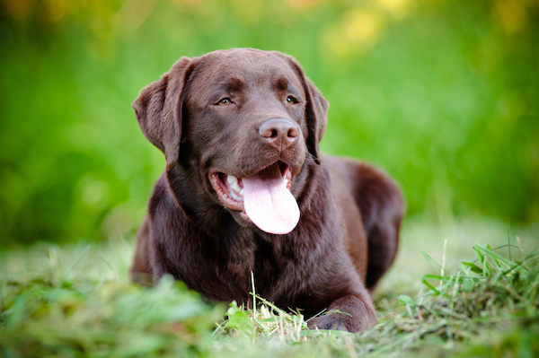 Largest labrador best sale